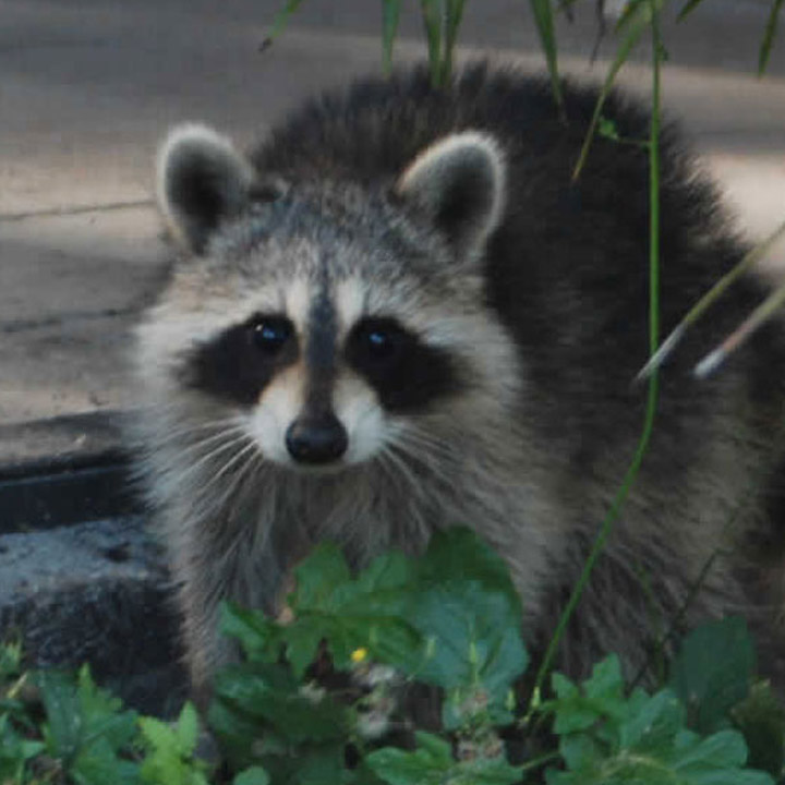 Raccoon Removal Raccoon Removal