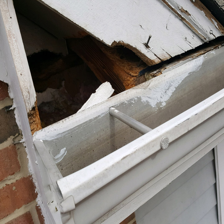 raccoon-damage-repair
