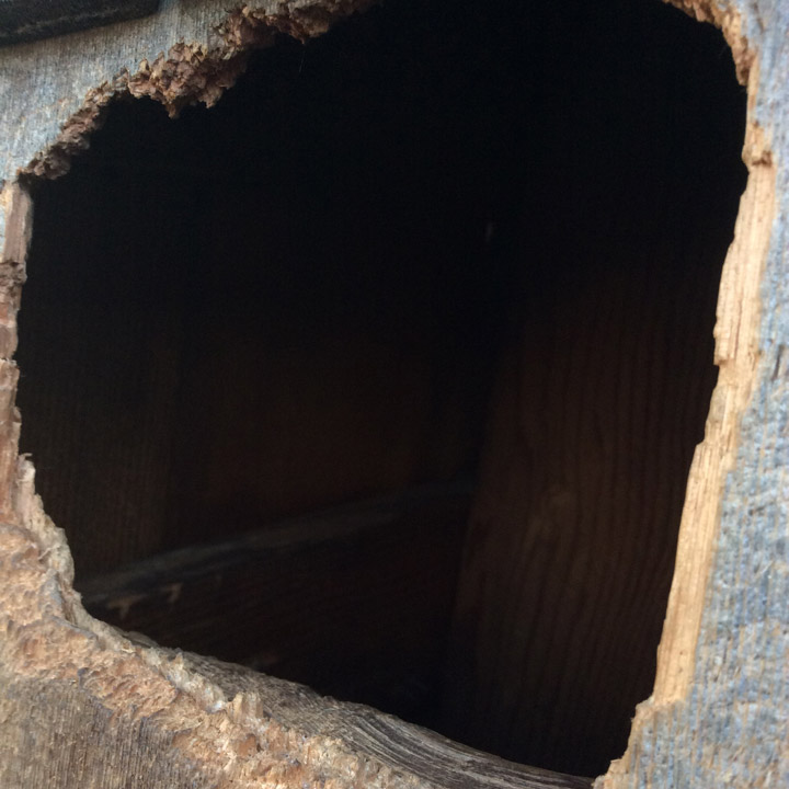 raccoons-in-attic